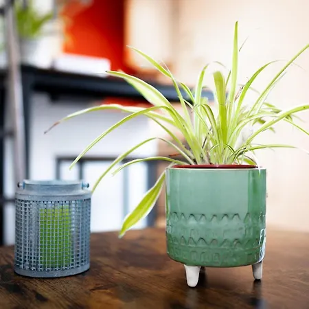 Le Petit Angoumoisin *